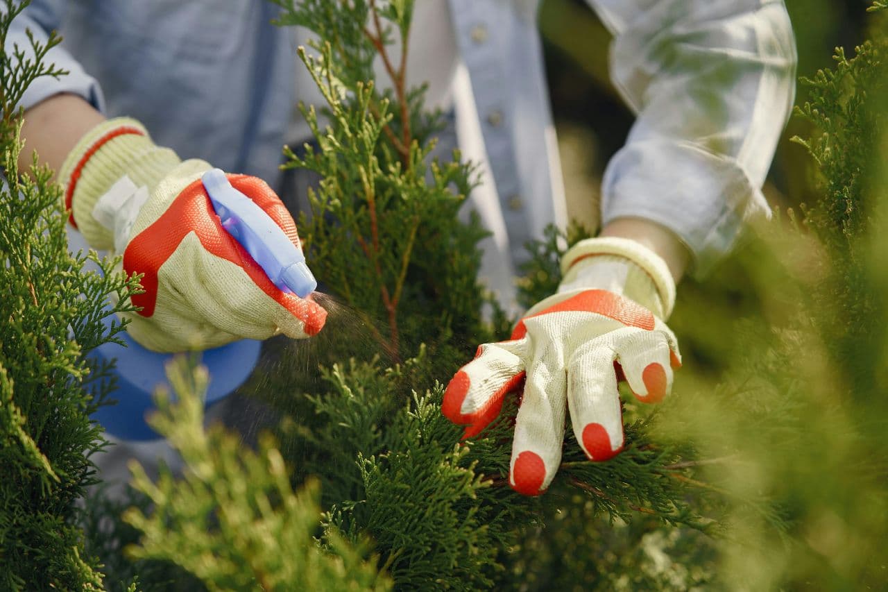 Jardinería en Concepción — Expertask